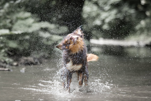 Hund im Sommer: Die biologischen Fakten hinter Hitze, Fell und Abkühlung