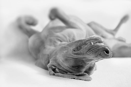 Magendrehung und Trockenfutter – Was sagt die Wissenschaft wirklich?