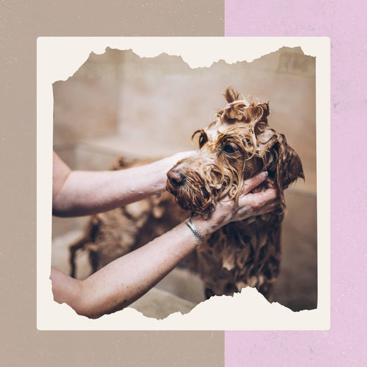 Festes Hundeshampoo – Bio Hundeseife Anti-Stink